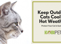 10 Tips on How to Keep Outdoor Cats Cool in Hot Weather