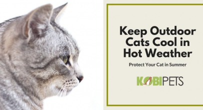 10 Tips on How to Keep Outdoor Cats Cool in Hot Weather