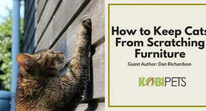 How To Stop Your Cat From Scratching Your Furniture