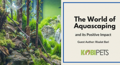 The World of Aquascaping and its Positive Impact