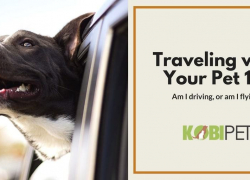 Everything You Need to Know Before Traveling with Your Pet