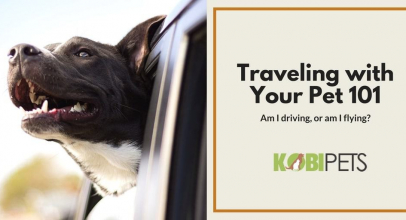 Everything You Need to Know Before Traveling with Your Pet