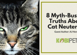 A Must-Know: 8 Myth-Busting Truths About Cat Neutering