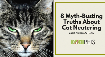A Must-Know: 8 Myth-Busting Truths About Cat Neutering