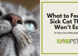What to Feed a Sick Cat That Won’t Eat